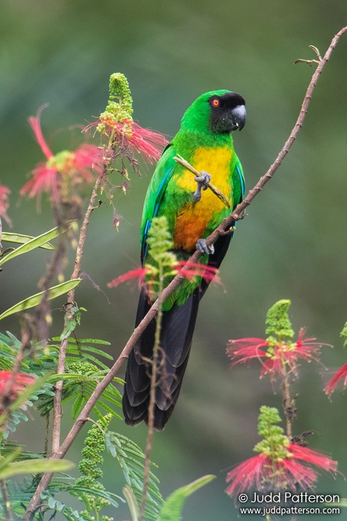 Masked Shining-Parrot, Colo-i-Suva Rainforest Eco Resort, Fiji